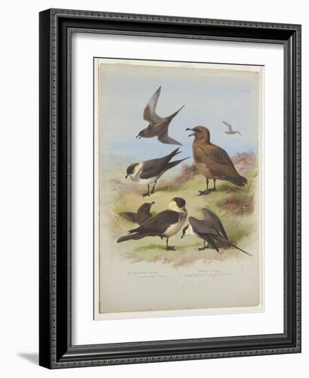 Skuas, C.1915 (W/C & Bodycolour over Pencil on Paper)-Archibald Thorburn-Framed Giclee Print