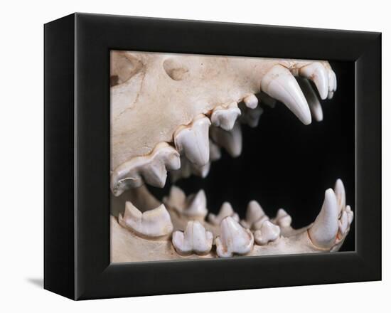 Skull and Teeth of Hyena-null-Framed Premier Image Canvas