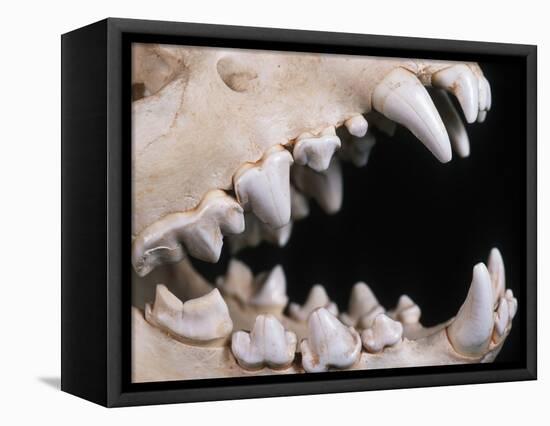 Skull and Teeth of Hyena-null-Framed Premier Image Canvas