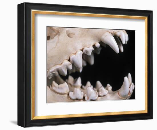 Skull and Teeth of Hyena-null-Framed Photographic Print