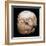 Skull from Jericho, modelled with plaster and shells-Unknown-Framed Giclee Print