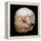 Skull from Jericho, modelled with plaster and shells-Unknown-Framed Premier Image Canvas