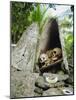 Skull Island, Village Stores Skulls of Chiefs and Enemies, Roviana Lagoon, Soloman Islands-Louise Murray-Mounted Photographic Print