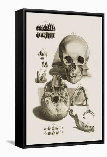 Skull, Jaw Bone And Teeth-Mehau Kulyk-Framed Premier Image Canvas