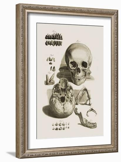 Skull, Jaw Bone And Teeth-Mehau Kulyk-Framed Photographic Print