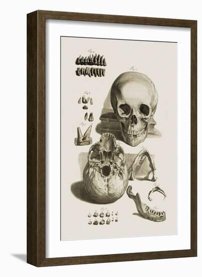 Skull, Jaw Bone And Teeth-Mehau Kulyk-Framed Photographic Print