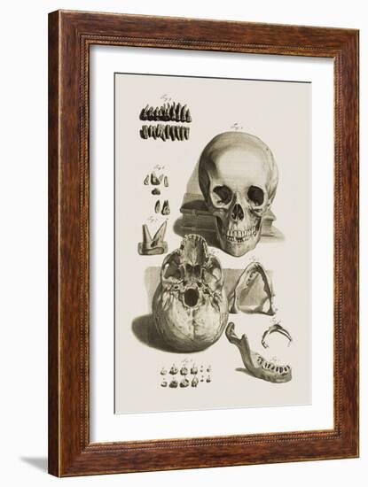 Skull, Jaw Bone And Teeth-Mehau Kulyk-Framed Photographic Print