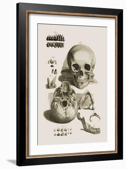 Skull, Jaw Bone And Teeth-Mehau Kulyk-Framed Photographic Print