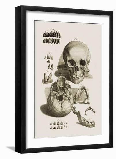 Skull, Jaw Bone And Teeth-Mehau Kulyk-Framed Photographic Print