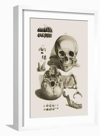 Skull, Jaw Bone And Teeth-Mehau Kulyk-Framed Photographic Print