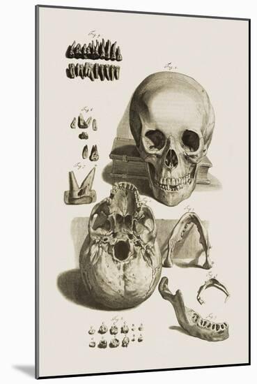 Skull, Jaw Bone And Teeth-Mehau Kulyk-Mounted Photographic Print