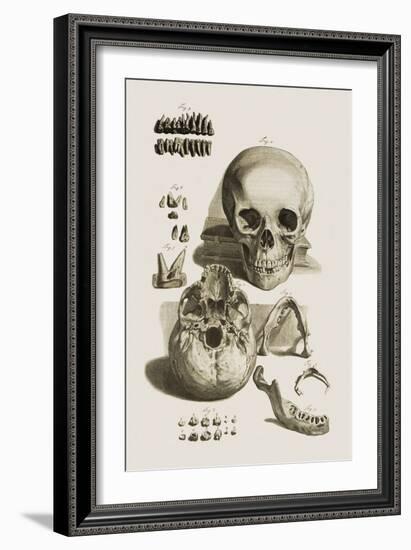 Skull, Jaw Bone And Teeth-Mehau Kulyk-Framed Photographic Print