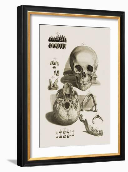 Skull, Jaw Bone And Teeth-Mehau Kulyk-Framed Photographic Print