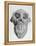 Skull of an Ape-null-Framed Stretched Canvas