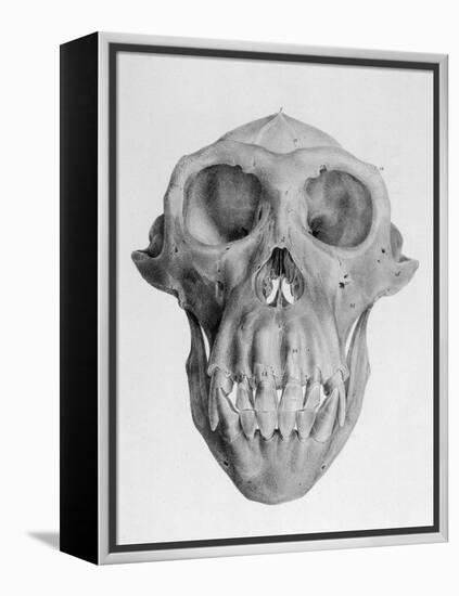 Skull of an Ape-null-Framed Stretched Canvas