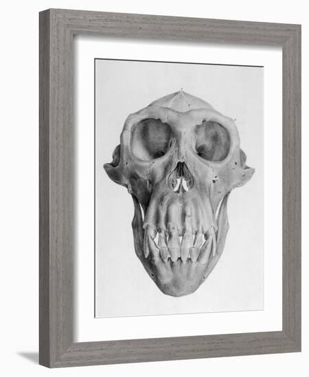 Skull of an Ape-null-Framed Art Print