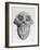 Skull of an Ape-null-Framed Art Print