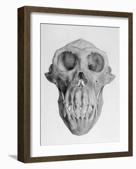 Skull of an Ape-null-Framed Art Print