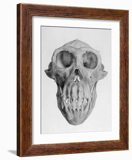 Skull of an Ape-null-Framed Art Print