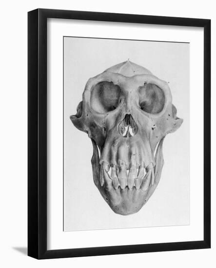 Skull of an Ape-null-Framed Art Print