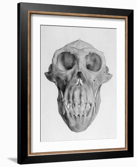 Skull of an Ape-null-Framed Art Print