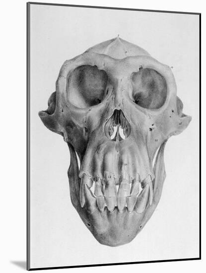 Skull of an Ape-null-Mounted Art Print