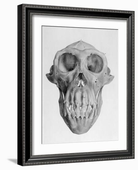 Skull of an Ape-null-Framed Art Print