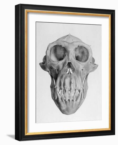 Skull of an Ape-null-Framed Art Print