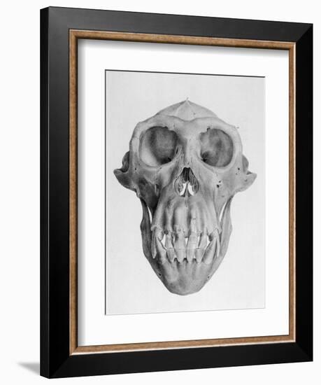 Skull of an Ape-null-Framed Premium Giclee Print