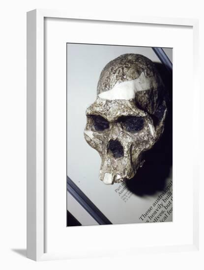 Skull of Australopithecus Africanus from Sterkfontein, South Africa, 3 to 2 million years BC-Unknown-Framed Giclee Print