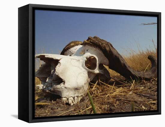 Skull of Cape Buffalo, Kruger National Park, South Africa, Africa-Paul Allen-Framed Premier Image Canvas