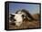 Skull of Cape Buffalo, Kruger National Park, South Africa, Africa-Paul Allen-Framed Premier Image Canvas