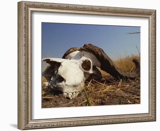 Skull of Cape Buffalo, Kruger National Park, South Africa, Africa-Paul Allen-Framed Photographic Print