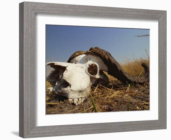 Skull of Cape Buffalo, Kruger National Park, South Africa, Africa-Paul Allen-Framed Photographic Print