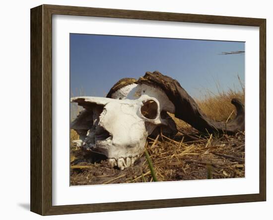 Skull of Cape Buffalo, Kruger National Park, South Africa, Africa-Paul Allen-Framed Photographic Print