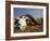 Skull of Cape Buffalo, Kruger National Park, South Africa, Africa-Paul Allen-Framed Photographic Print