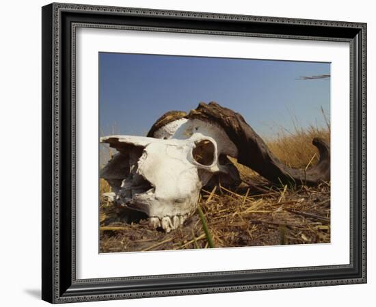 Skull of Cape Buffalo, Kruger National Park, South Africa, Africa-Paul Allen-Framed Photographic Print