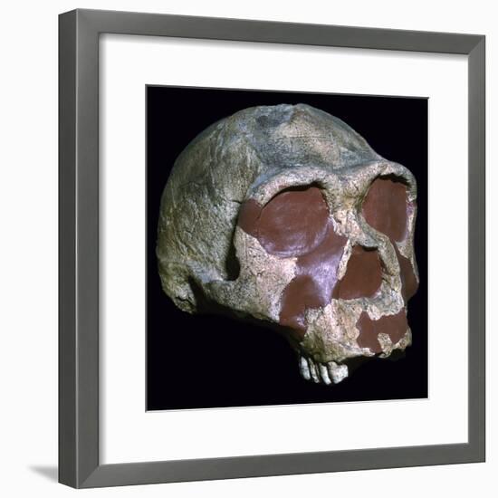 Skull of Homo Erectus-Unknown-Framed Giclee Print