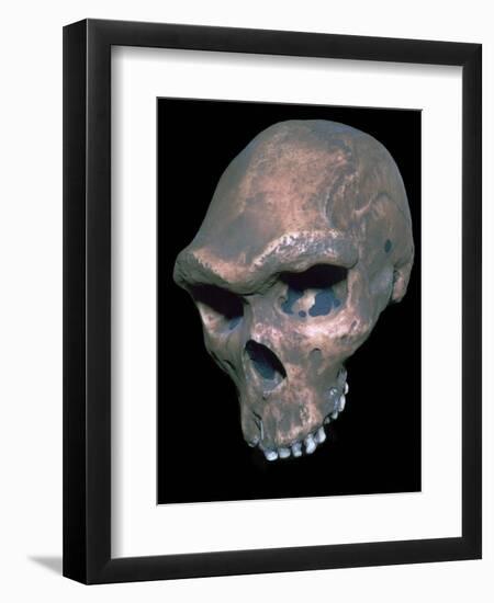 Skull of Homo Sapiens. Artist: Unknown-Unknown-Framed Giclee Print