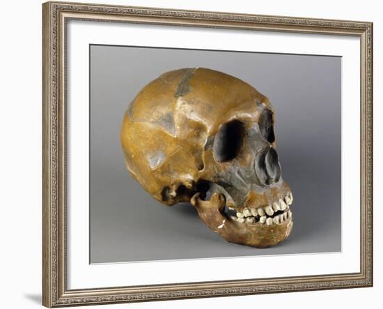 Skull of Homo Sapiens-null-Framed Giclee Print