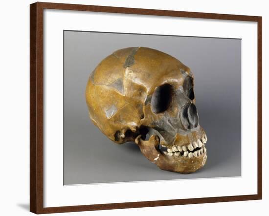 Skull of Homo Sapiens-null-Framed Giclee Print