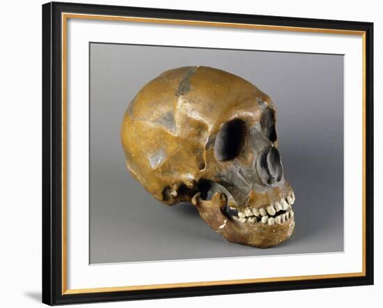 Skull of Homo Sapiens-null-Framed Giclee Print