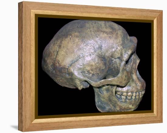 Skull of 'Peking' man (reconstruction). Artist: Unknown-Unknown-Framed Premier Image Canvas