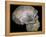 Skull of 'Peking' man (reconstruction). Artist: Unknown-Unknown-Framed Premier Image Canvas