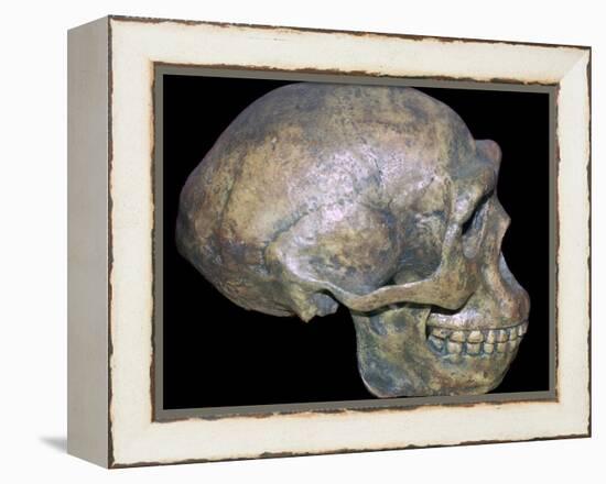 Skull of 'Peking' man (reconstruction). Artist: Unknown-Unknown-Framed Premier Image Canvas