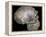 Skull of 'Peking' man (reconstruction). Artist: Unknown-Unknown-Framed Premier Image Canvas