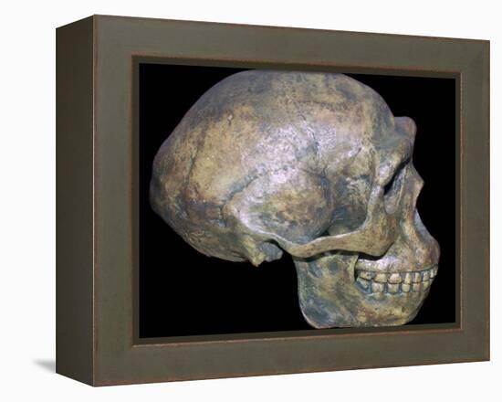 Skull of 'Peking' man (reconstruction). Artist: Unknown-Unknown-Framed Premier Image Canvas