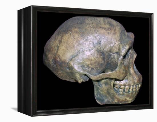 Skull of 'Peking' man (reconstruction). Artist: Unknown-Unknown-Framed Premier Image Canvas