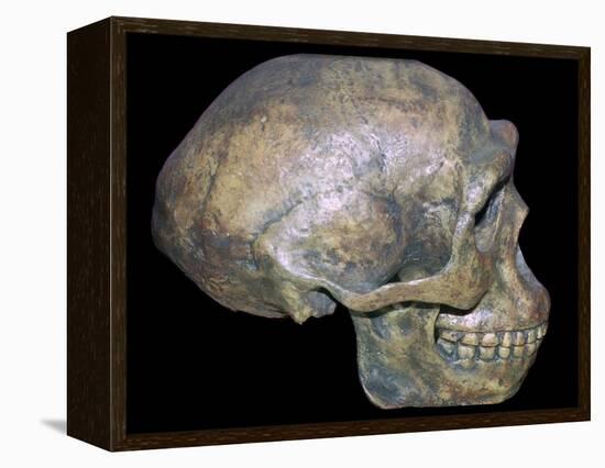 Skull of 'Peking' man (reconstruction). Artist: Unknown-Unknown-Framed Premier Image Canvas