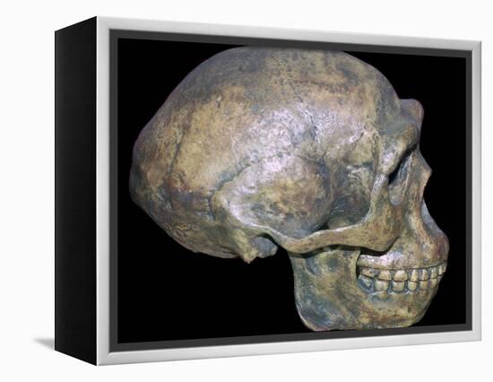 Skull of 'Peking' man (reconstruction). Artist: Unknown-Unknown-Framed Premier Image Canvas